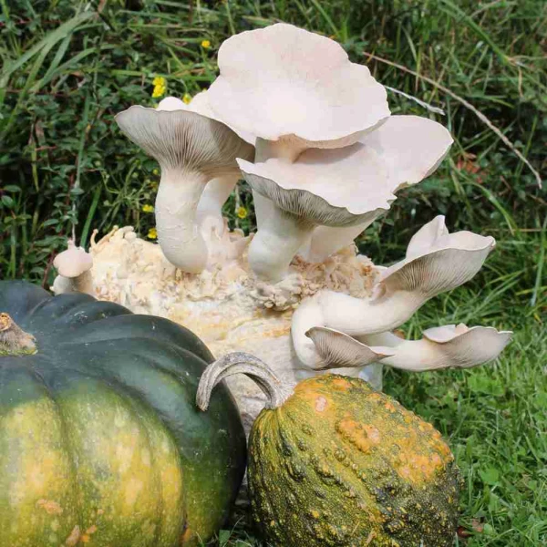 Kräuterseitlingen aus der Pilzzuchtkultur