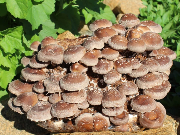 Shiitake Pilze aus Pilzzuchtkultur