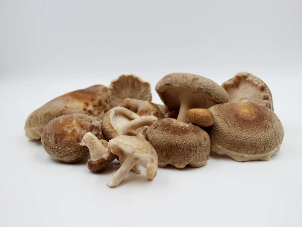 Kultivierte Shiitake Pilze