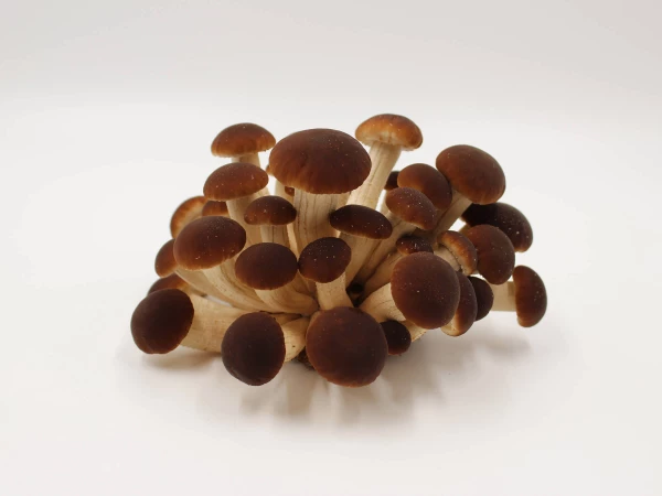 Pioppino Pilze aus der Pilzbrut